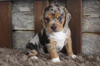 Bert, a male Beagle for sale in West Plains, MO – 2 of 4