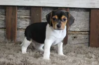 Mia, a female Beagle for sale in West Plains, MO – 5 of 6