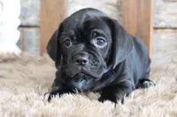 Darren, a male Puggle for sale in West Plains, MO – 4 of 6