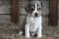 Marly, a female Beagle for sale in West Plains, MO – 7 of 8