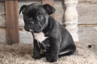 Frank, a male Frenchton for sale in West Plains, MO – 9 of 10