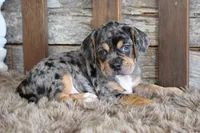 Donnie, a male Puggle for sale in West Plains, MO – 8 of 8