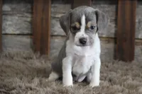 Marly, a female Beagle for sale in West Plains, MO – 2 of 8