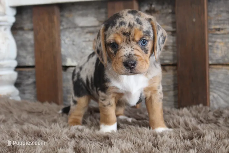 Bert – Beagle puppy for sale in West Plains, MO