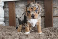 Bert, a male Beagle for sale in West Plains, MO – 1 of 4