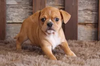 processed/92b48d51-cb42-45c8-8c29-7c245355d796/listing/e4375340-79a5-4c83-8246-182930e258a0/38872a23-a096-40b4-bff7-6dbdac6863e7