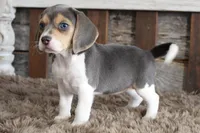 Brandy, a female Beagle for sale in West Plains, MO – 6 of 7