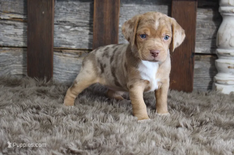 Mary – Beagle puppy for sale in West Plains, MO