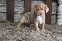 Mary, a female Beagle for sale in West Plains, MO – 1 of 9
