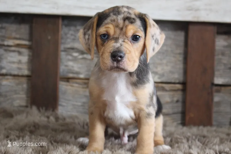 Mylo – Beagle puppy for sale in West Plains, MO