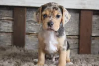 Mylo, a male Beagle for sale in West Plains, MO – 1 of 6