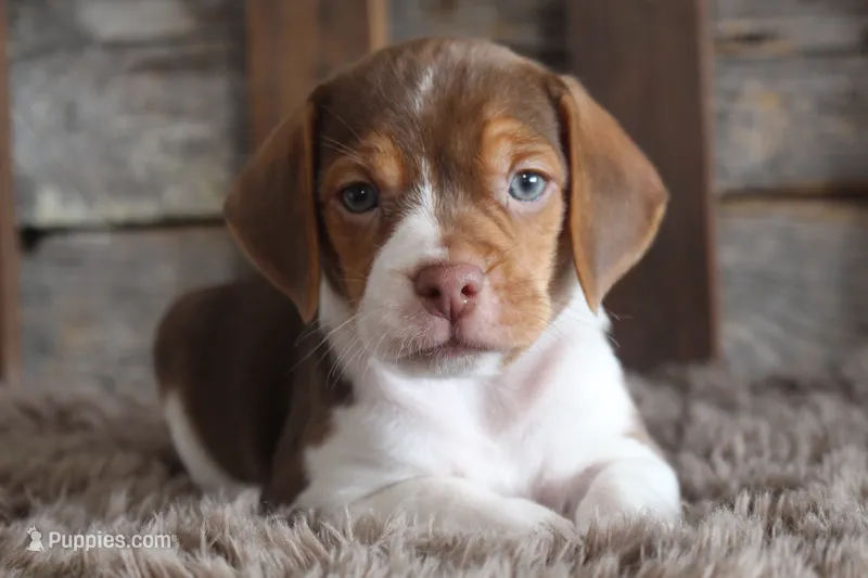 Bob – Beagle puppy for sale in West Plains, MO