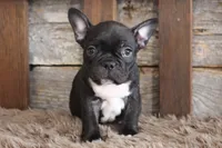 Fred, a male Frenchton for sale in West Plains, MO – 3 of 5