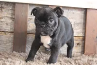 Foster, a male Frenchton for sale in West Plains, MO – 6 of 6