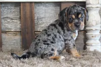 Donnie, a male Puggle for sale in West Plains, MO – 2 of 8