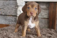Hershey, a male Beagle for sale in West Plains, MO – 4 of 4