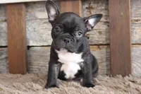 Fred, a male Frenchton for sale in West Plains, MO – 4 of 5