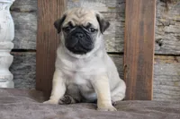 Phillip, a male Pug for sale in West Plains, MO – 3 of 6