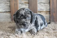 Dale, a male Puggle for sale in West Plains, MO – 5 of 5