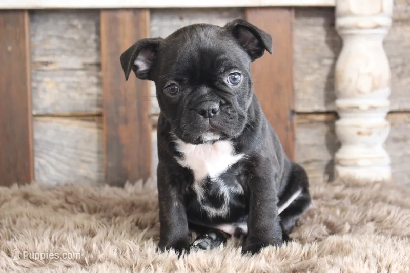 Frank, a male Frenchton for sale in West Plains, MO – 1 of 10