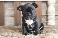 Frank, a male Frenchton for sale in West Plains, MO – 1 of 10