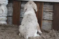 Mya, a female Beagle for sale in West Plains, MO – 4 of 6