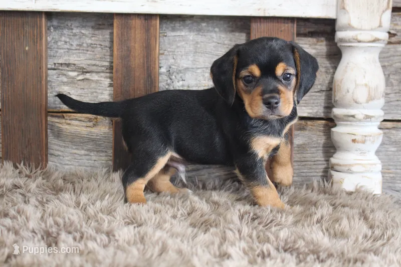 Mak – Beagle puppy for sale in West Plains, MO