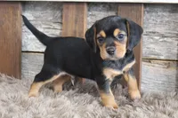 Mak, a male Beagle for sale in West Plains, MO – 3 of 7