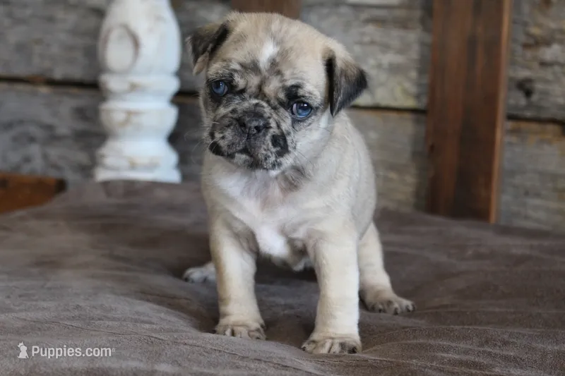 Prince – Pug puppy for sale in West Plains, MO