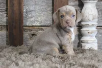 May, a female Beagle for sale in West Plains, MO – 6 of 10