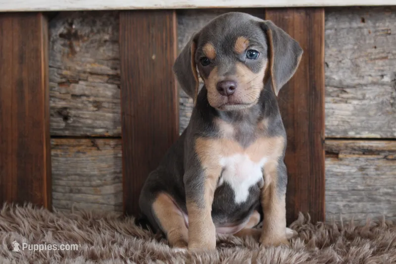Bella – Beagle puppy for sale in West Plains, MO