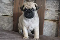Phillip, a male Pug for sale in West Plains, MO – 2 of 6