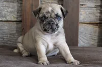 Prince, a male Pug for sale in West Plains, MO – 10 of 10