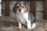 Betty, a female Beagle for sale in West Plains, MO – 4 of 8