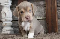 Brianna, a female Beagle for sale in West Plains, MO – Photo 1 of 5