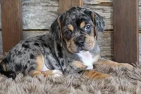 Donnie, a male Puggle for sale in West Plains, MO – 7 of 8