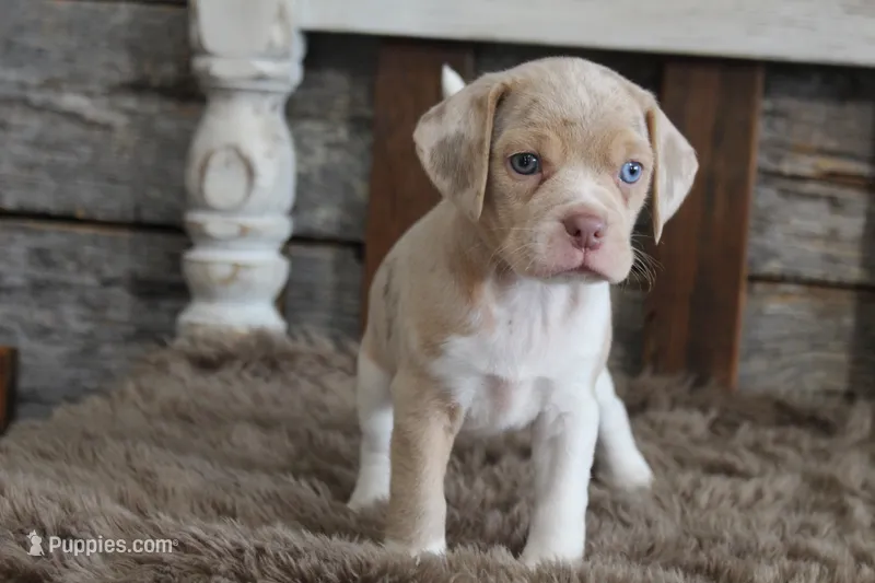 Mya – Beagle puppy for sale in West Plains, MO