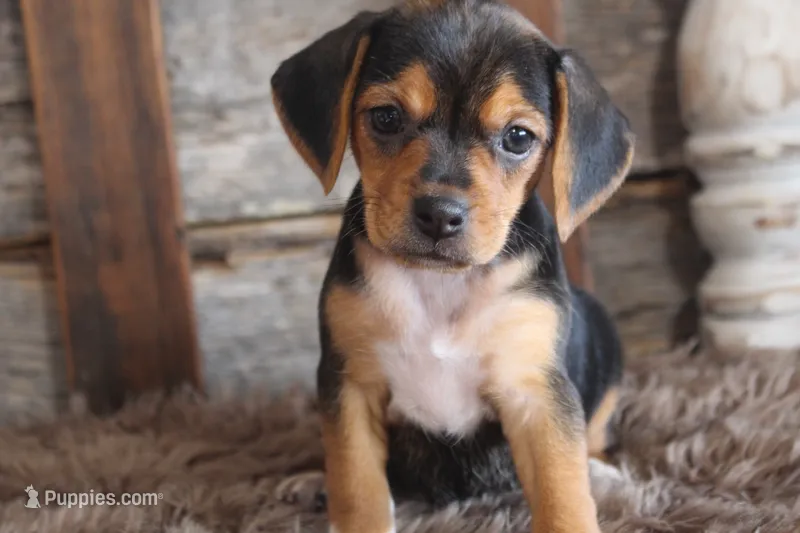 Barb – Beagle puppy for sale in West Plains, MO