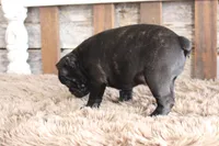 Frank, a male Frenchton for sale in West Plains, MO – 5 of 10