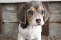 Brandy, a female Beagle for sale in West Plains, MO – 1 of 7