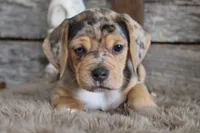 Mylo, a male Beagle for sale in West Plains, MO – 2 of 6