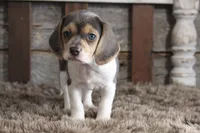 Betty, a female Beagle for sale in West Plains, MO – 3 of 8