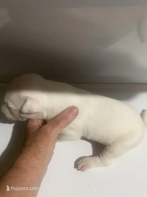Girl 3 – Bull Terrier puppy for sale in Auburn, KY