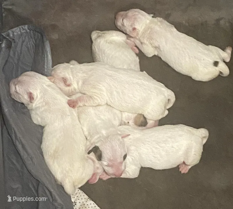 Cash – Bull Terrier puppy for sale in Auburn, KY