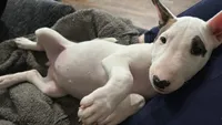 Bella, a female Bull Terrier for sale in Auburn, KY – 2 of 8