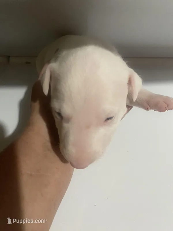 Boy 2 – Bull Terrier puppy for sale in Auburn, KY