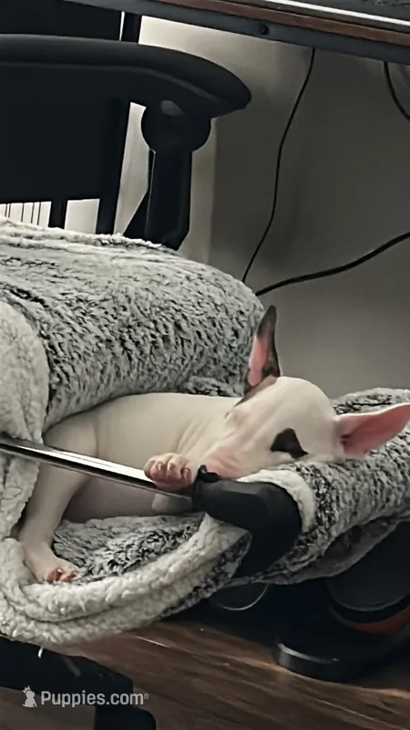 Bella – Bull Terrier puppy for sale in Auburn, KY