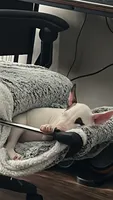 Bella, a female Bull Terrier for sale in Auburn, KY – 1 of 8