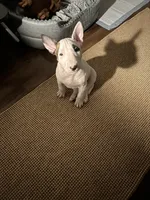 Bella, a female Bull Terrier for sale in Auburn, KY – 7 of 8