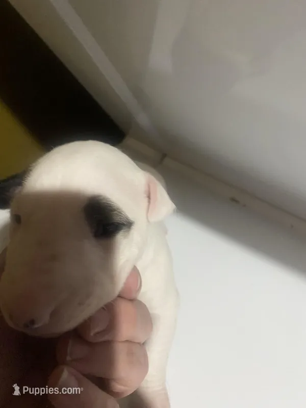 Bella – Bull Terrier puppy for sale in Auburn, KY